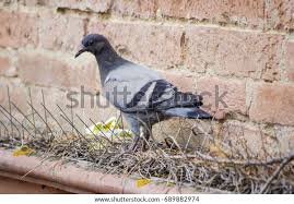 Pigeon & Bird Spikes